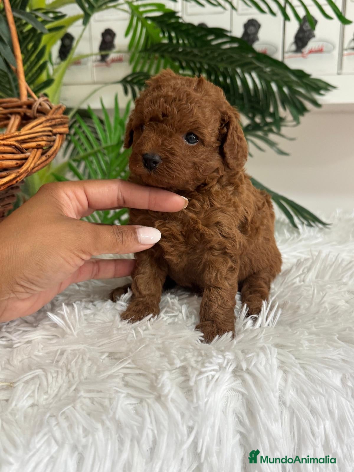 Caniche Toy perros en venta: CANICHE ROJO - Anuncio 4