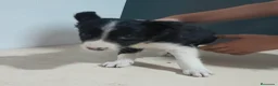 Border Collie perros en venta: BORDE COLLIE - Anuncio 33