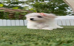 Bichón Maltés perros en venta: BICHON MALTES HEMBRA ENVIO A TODA ESPAÑA - Imagen 10