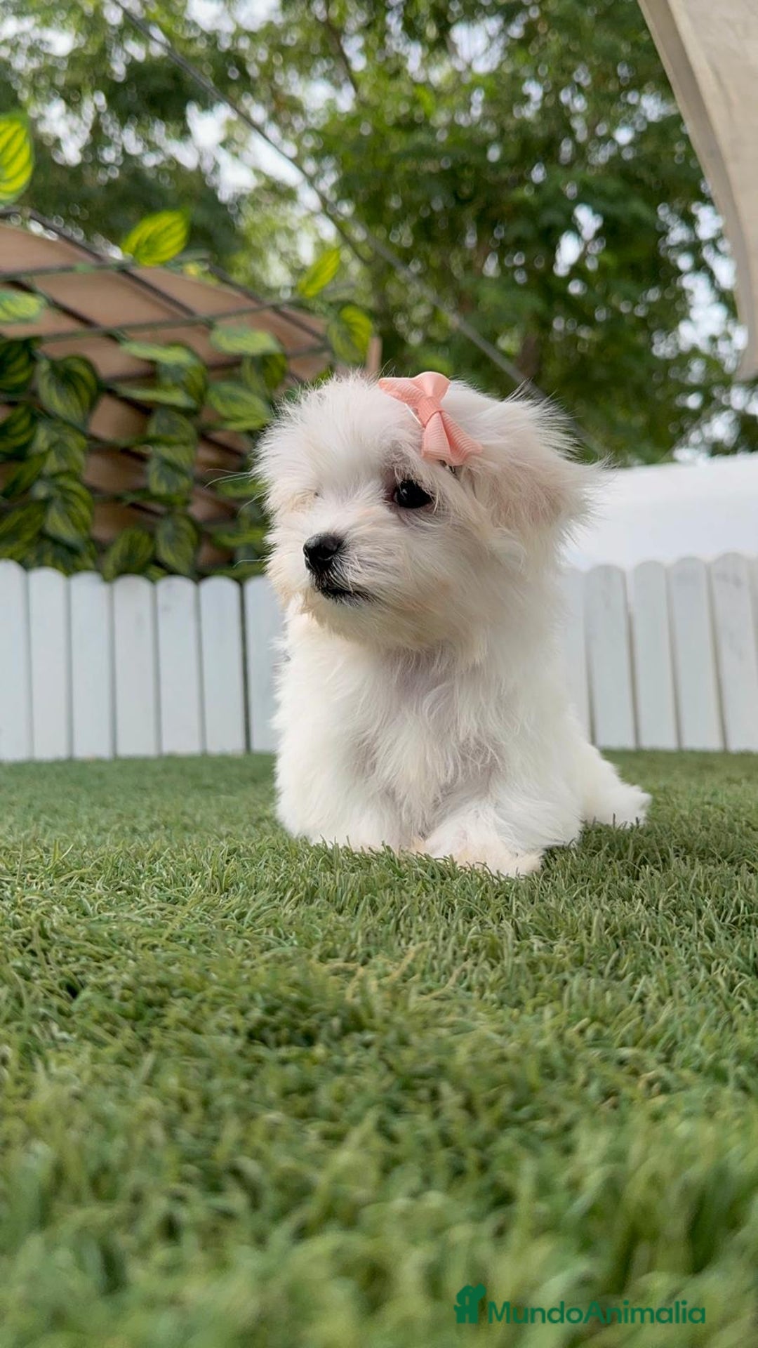Bichón Maltés perros en venta: BICHON MALTES HEMBRA ENVIO A TODA ESPAÑA - Imagen 10