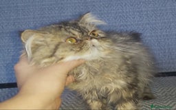 Persa gatos en venta: Gatito Persa disponible  - Imagen 5