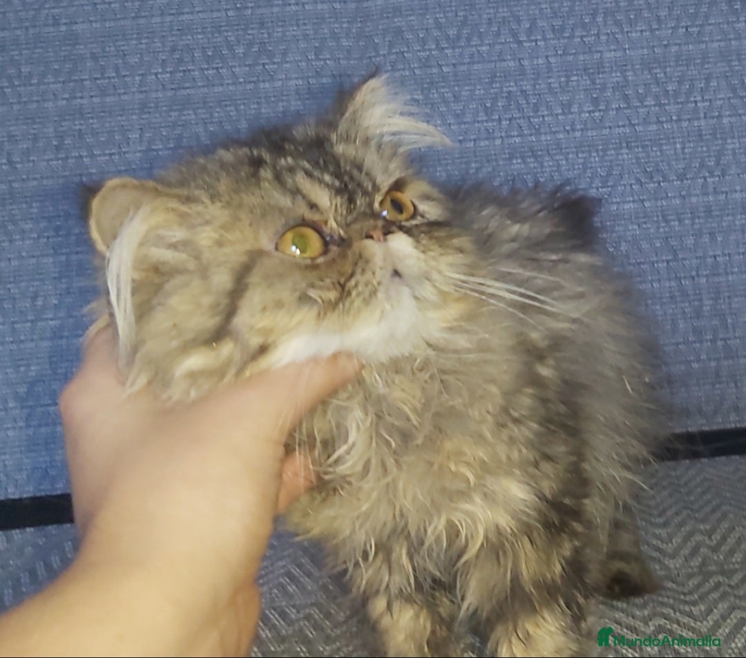 Persa gatos en venta: Gatito Persa disponible  - Imagen 5