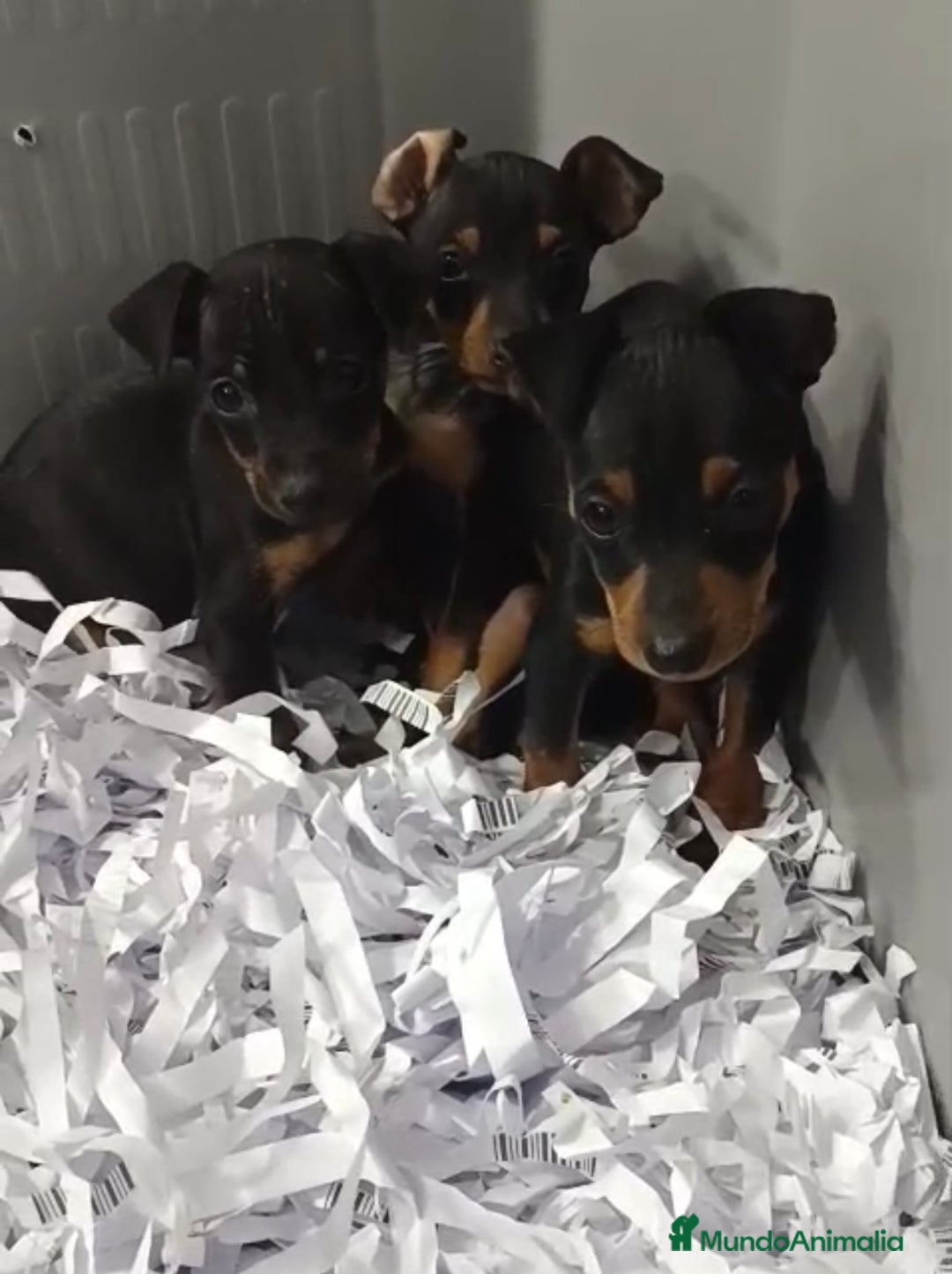 Pinscher Miniatura perros en venta: PRECIOSOS MINI PINSHER BEBES  - Anuncio 2