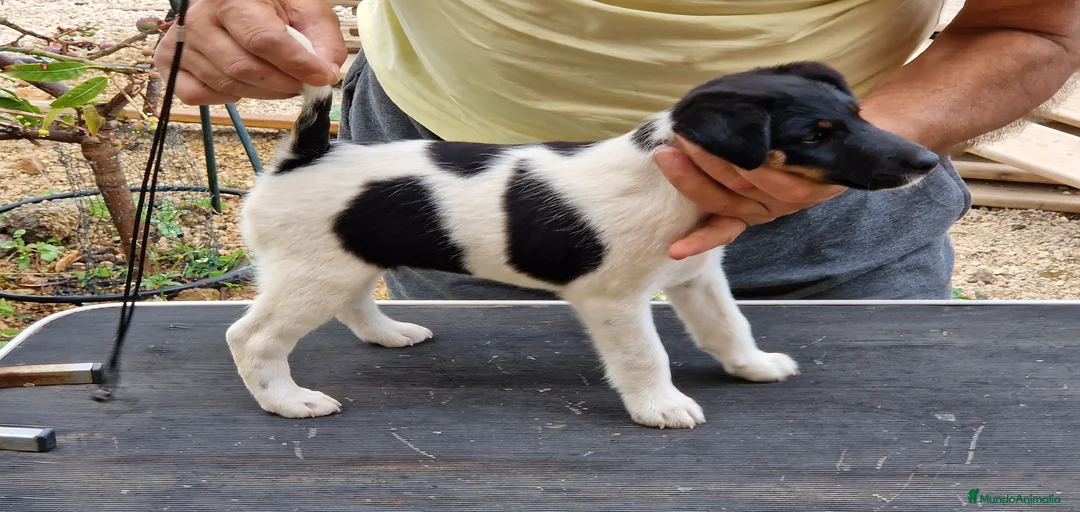 Imagen de galería {{count}}