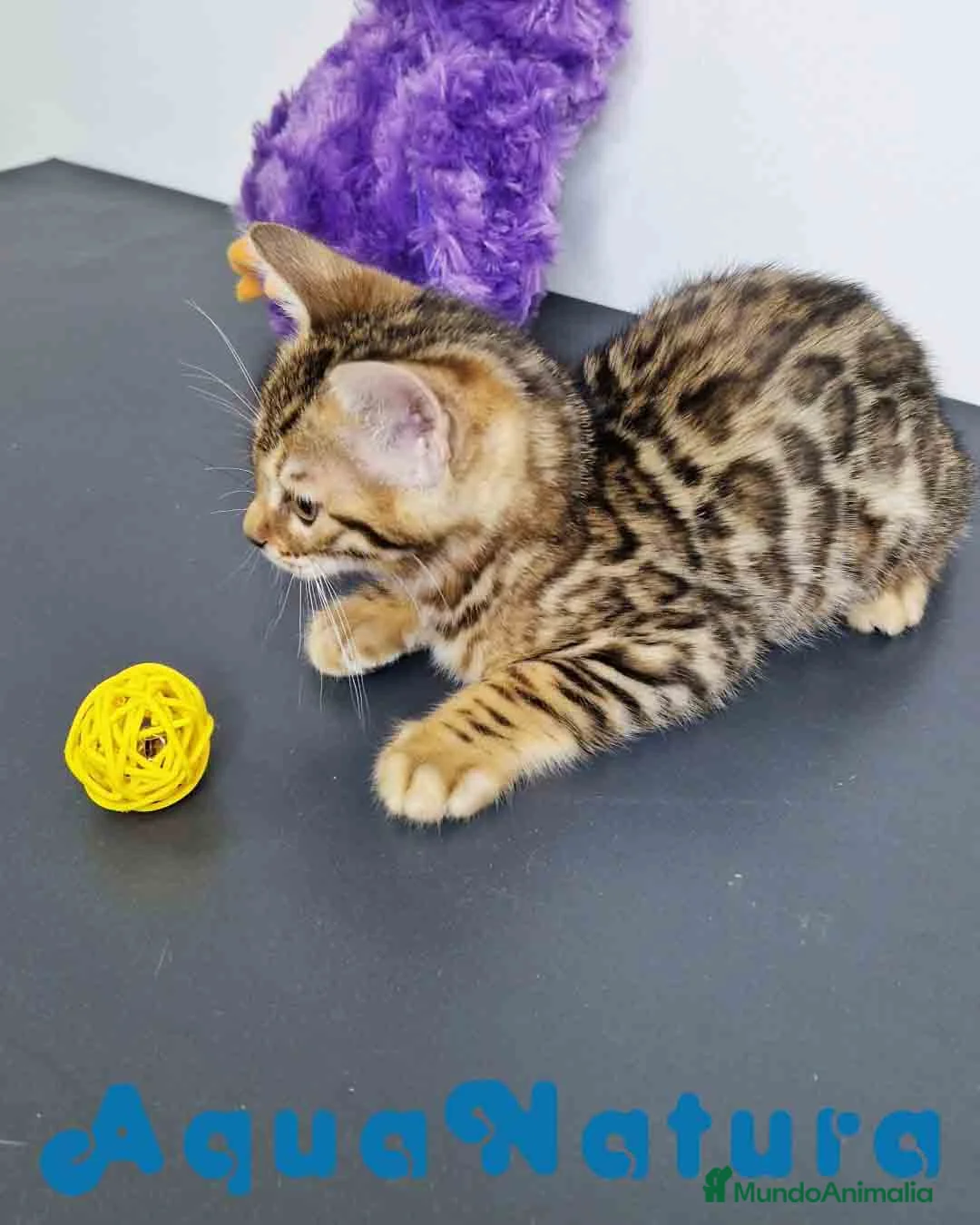 Bengalí gatos en venta: Bengali Hembra 1824 AQUANATURA en Barcelona - Anuncio 10