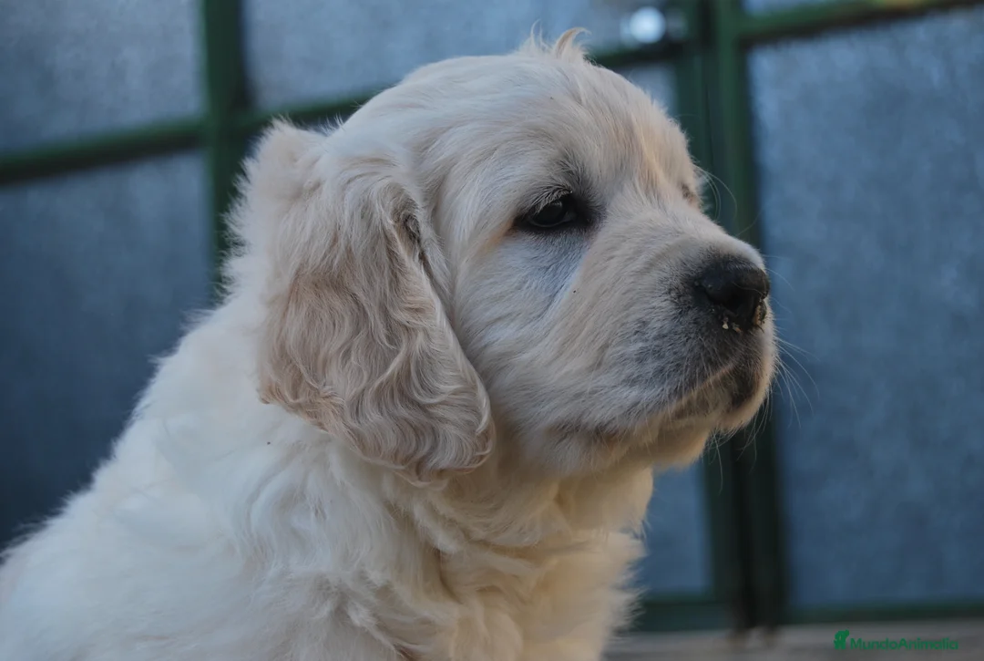 Golden Retriever perros en venta: CACHORROS DE GOLDEN RETRIEVER en Madrid - Anuncio 2