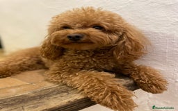 Caniche Toy perros en venta: Espectacular camada de caniches toys rojos machos  - Anuncio 4