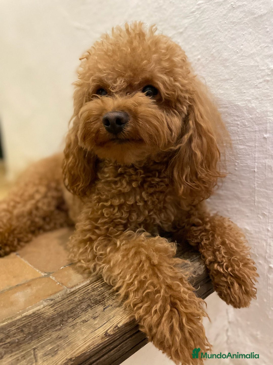 Caniche Toy perros en venta: Espectacular camada de caniches toys rojos machos  - Anuncio 4