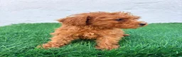 Caniche Toy perros en venta: Caniche mini toy  - Anuncio 8