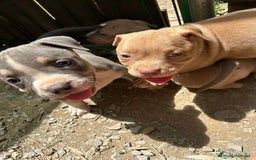 American Bully perros en venta: American bully standar  - Imagen 5