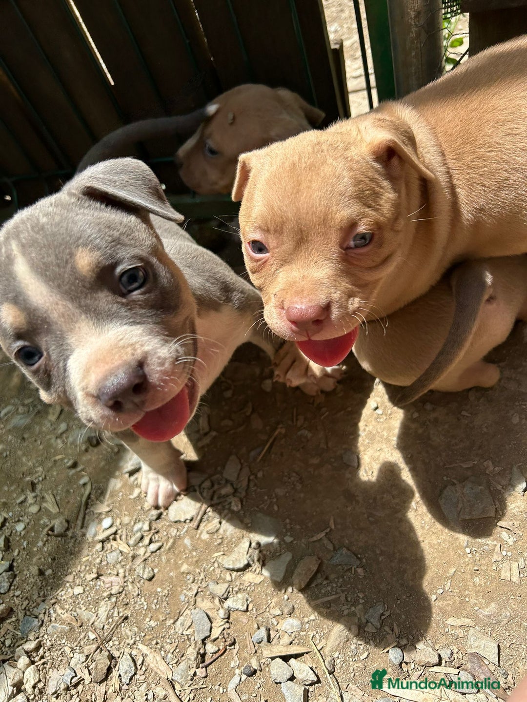 American Bully perros en venta: American bully standar  - Imagen 5
