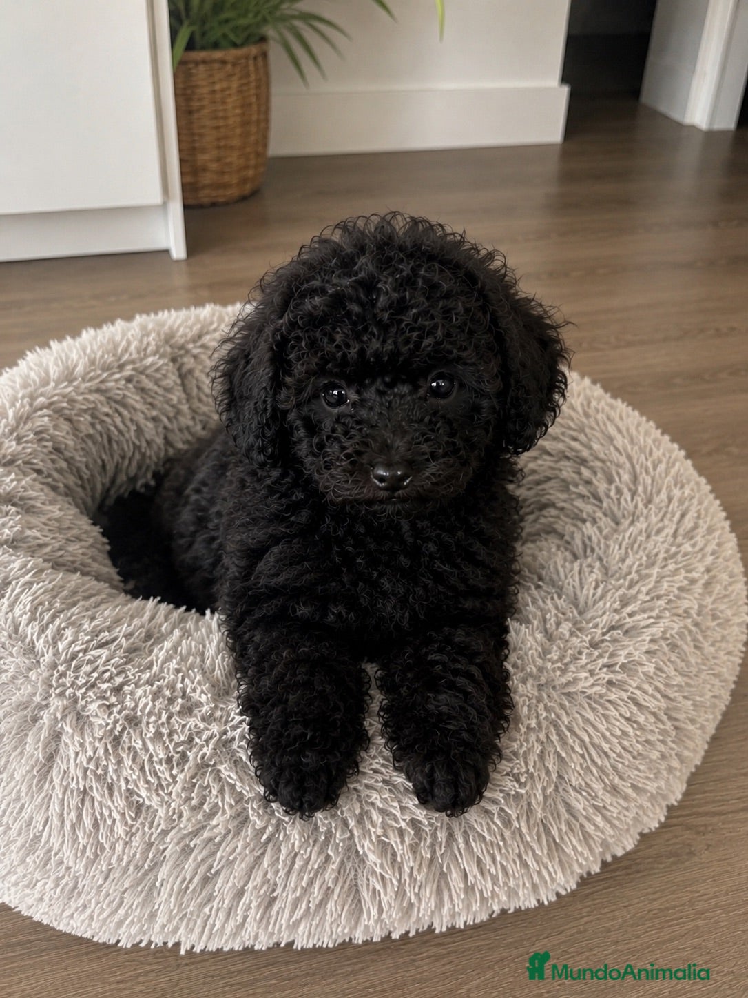 Caniche Toy perros Caniche toy negro hembra🖤 - Anuncio 1