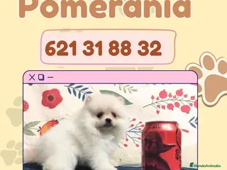 Pomerania perros ✨🧸 Pomerania enano disponible ✨🧸 - Anuncio 1