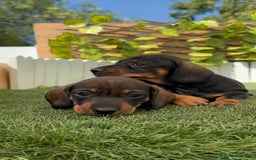 Teckel Miniatura perros en venta: TECKEL. MINIATURA - Imagen 12