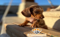 Teckel perros en venta: Teckel Arlequin chocolate - Imagen 7