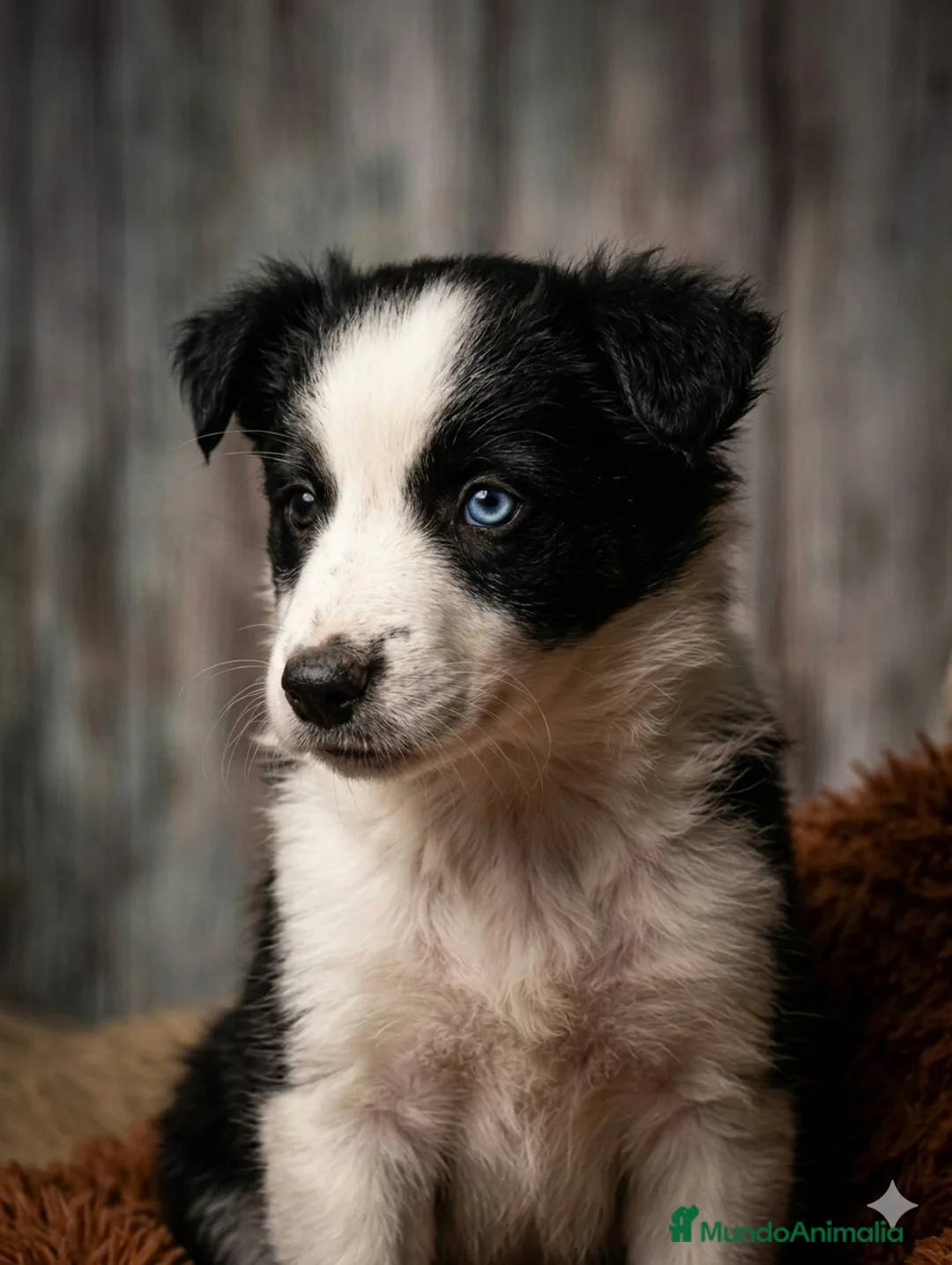 Border Collie perros en venta: Border collie  - Anuncio 2