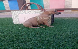 Whippet perros en venta: WHIPPET PICCOLO ITALIANO  - Imagen 2