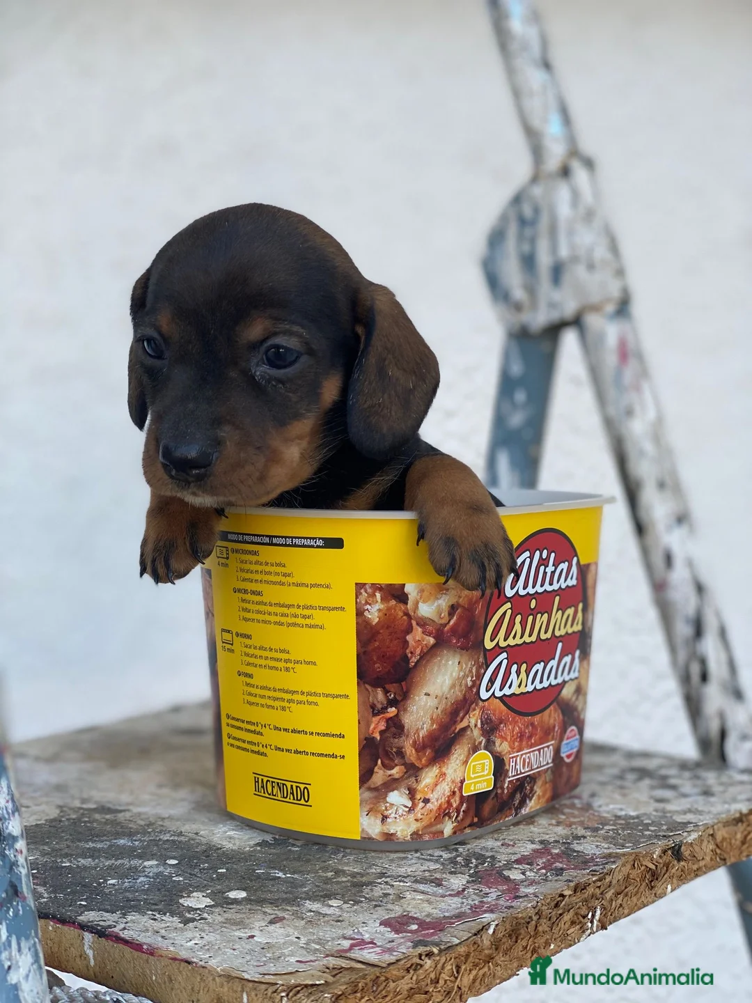 Teckel perros en venta: TECKEL //// GRAN SELECCIÓN  en Badajoz - Anuncio 2