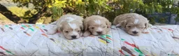 Maltipoo perros en venta: MALTIPOOS - Anuncio 2
