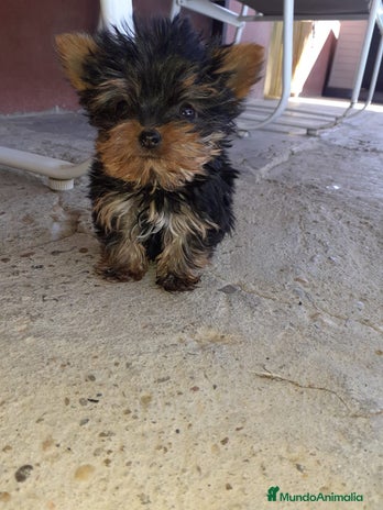 Yorkshire Terrier perros en Badajoz - Anuncio 19