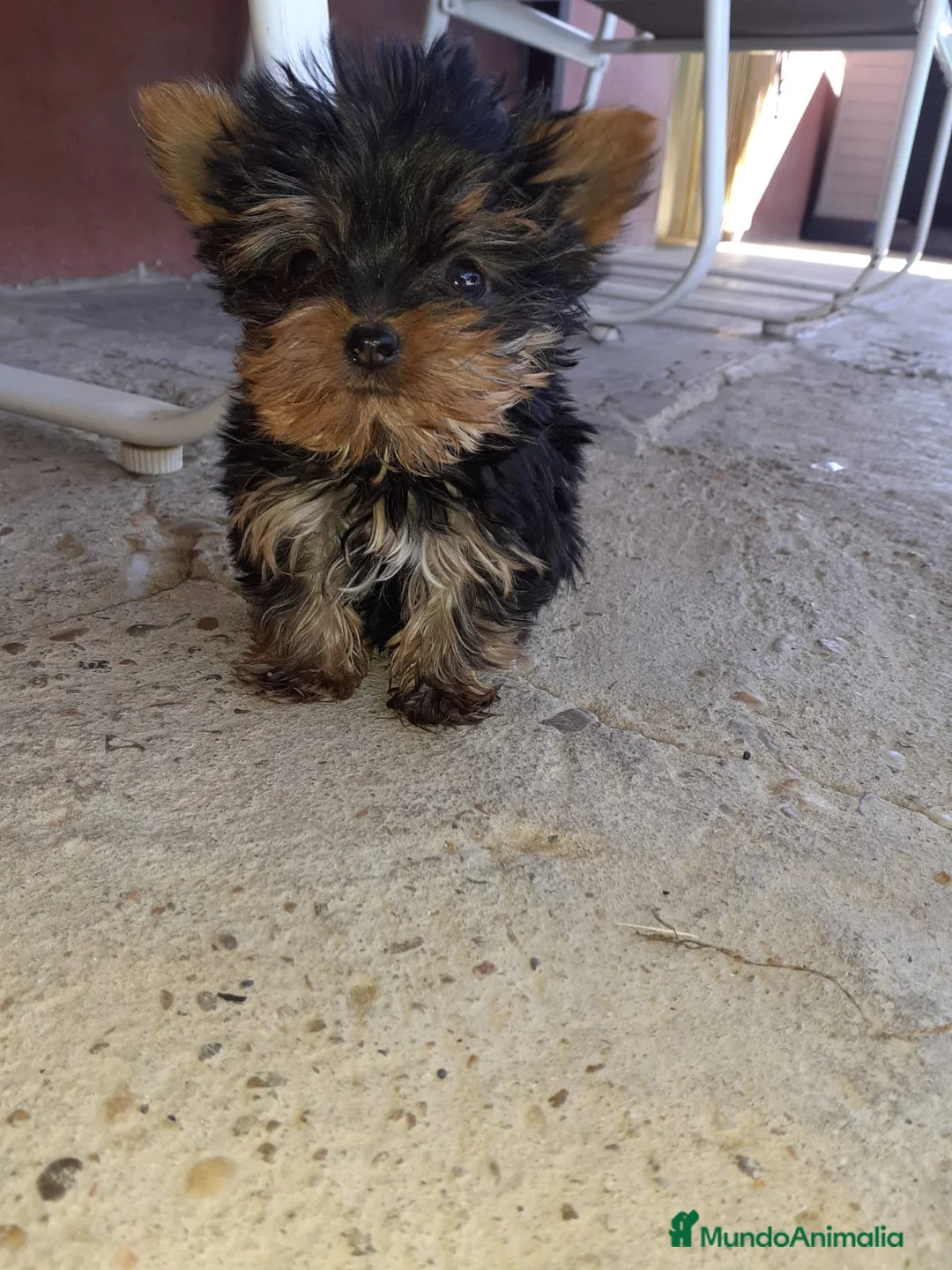 Yorkshire Terrier perros en venta: Yorkshire miniatura en Badajoz - Anuncio 1