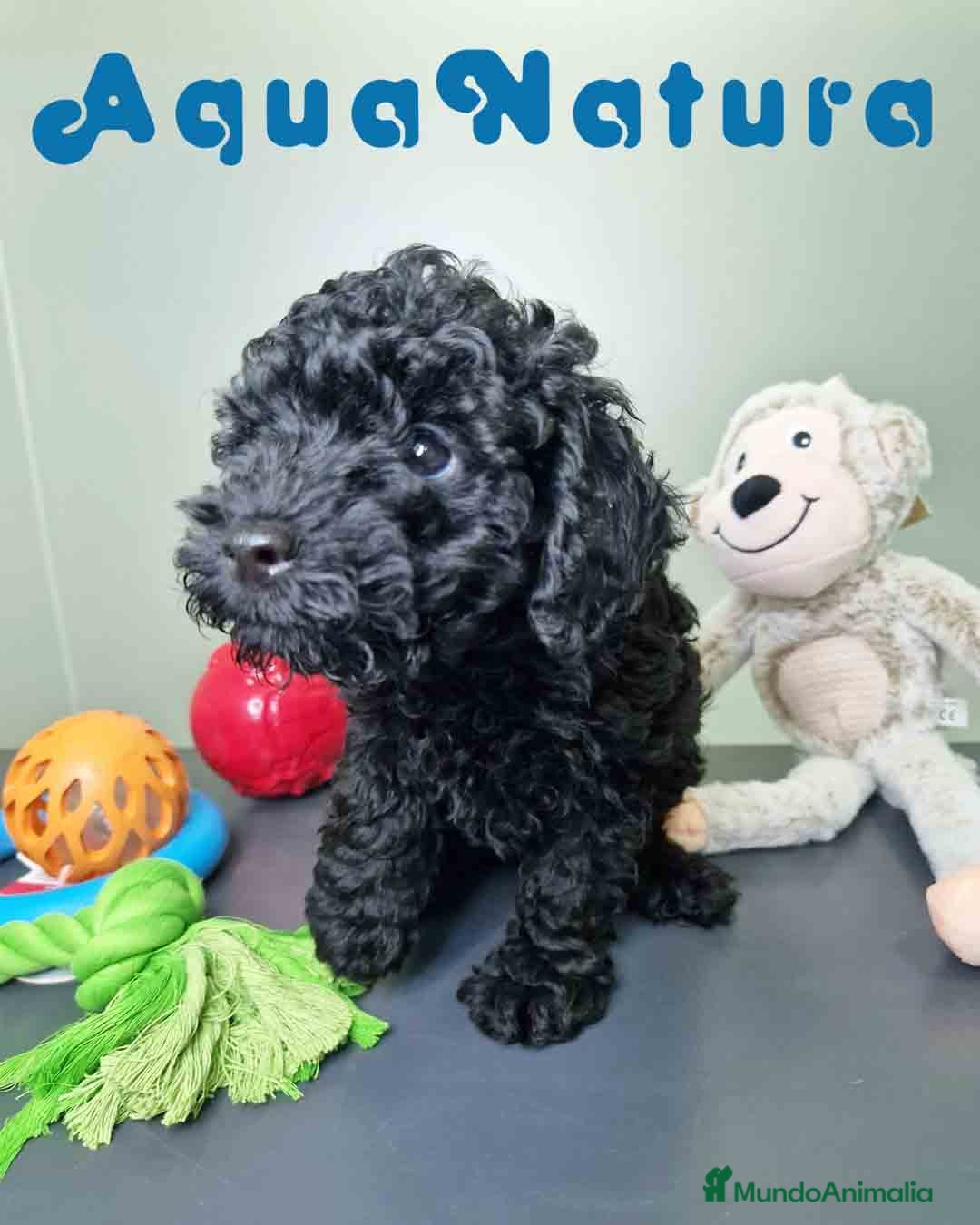 Caniche Toy perros en venta: Caniche Macho CJMM 4807 AQUANATURA - Imagen 4