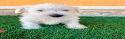 Schnauzer Miniatura perros en venta: Schnauzer miniatura blanco - Anuncio 13