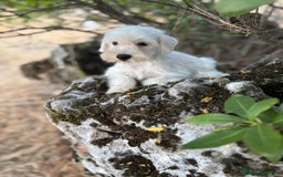 Schnauzer Miniatura perros en venta: Schnauzer BLANCO  - Imagen 5