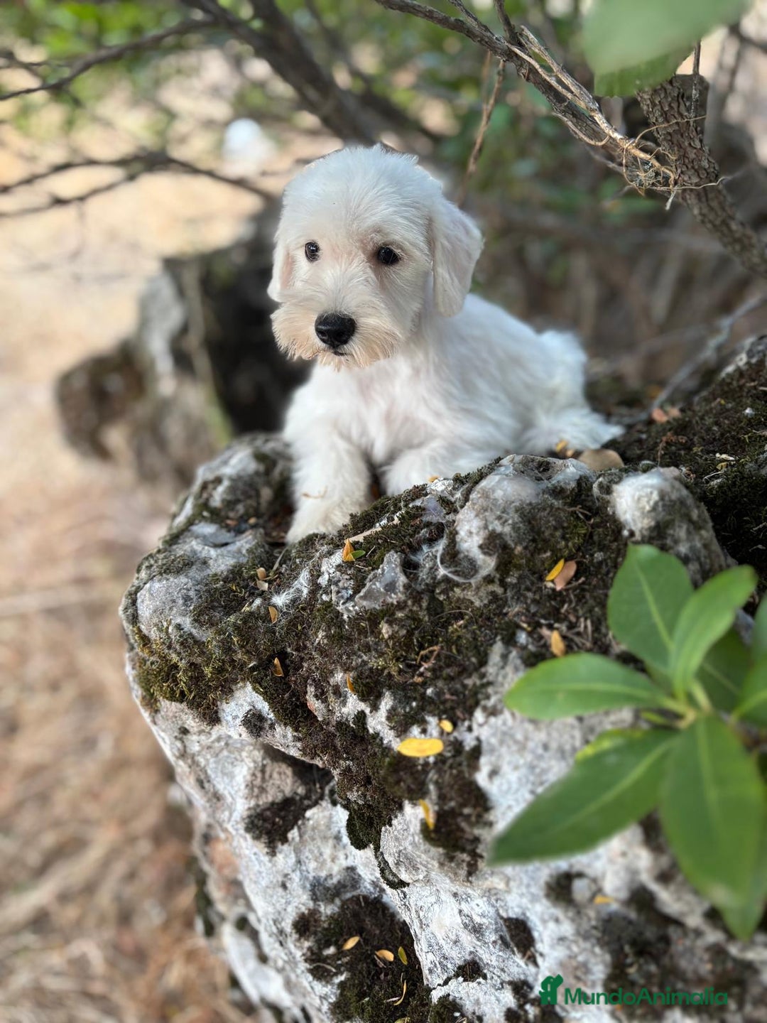 Schnauzer Miniatura perros en venta: Schnauzer BLANCO  - Imagen 5