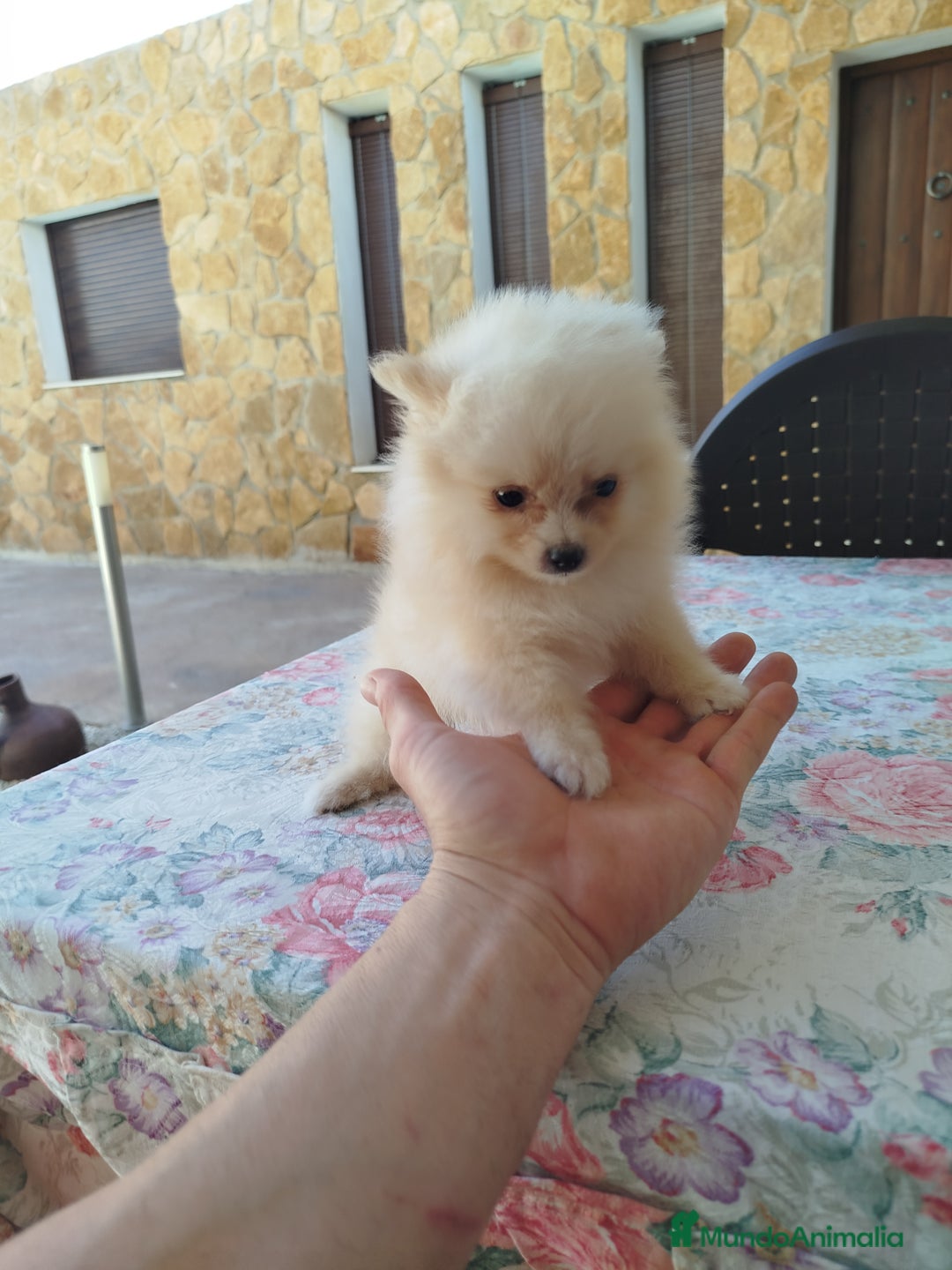 Pomerania perros en venta: Lulú de pomerania  - Imagen 2