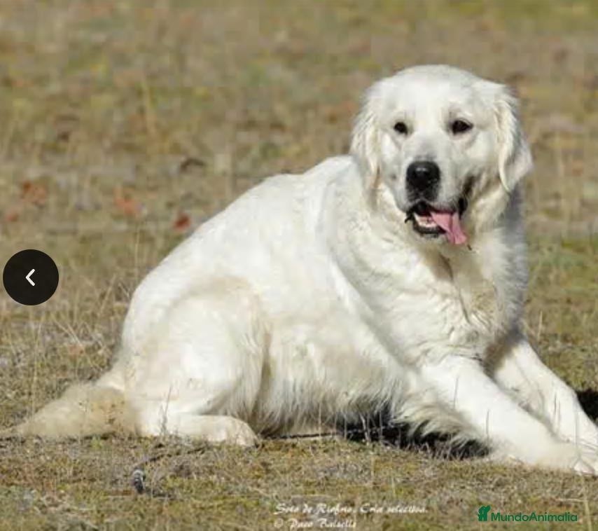 Golden Retriever perros Golden Retriever - Anuncio 2