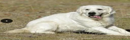 Golden Retriever perros en venta: Golden Retriever - Anuncio 2
