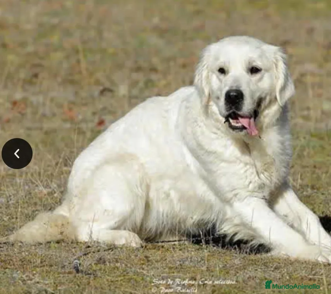 Golden Retriever perros en venta: Golden Retriever - Anuncio 2