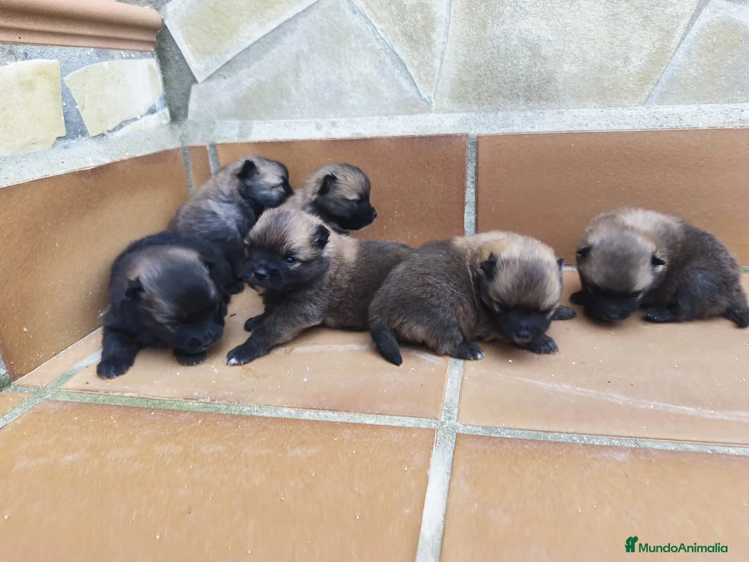 Pomerania perros en venta: POMERANIA - Anuncio 2