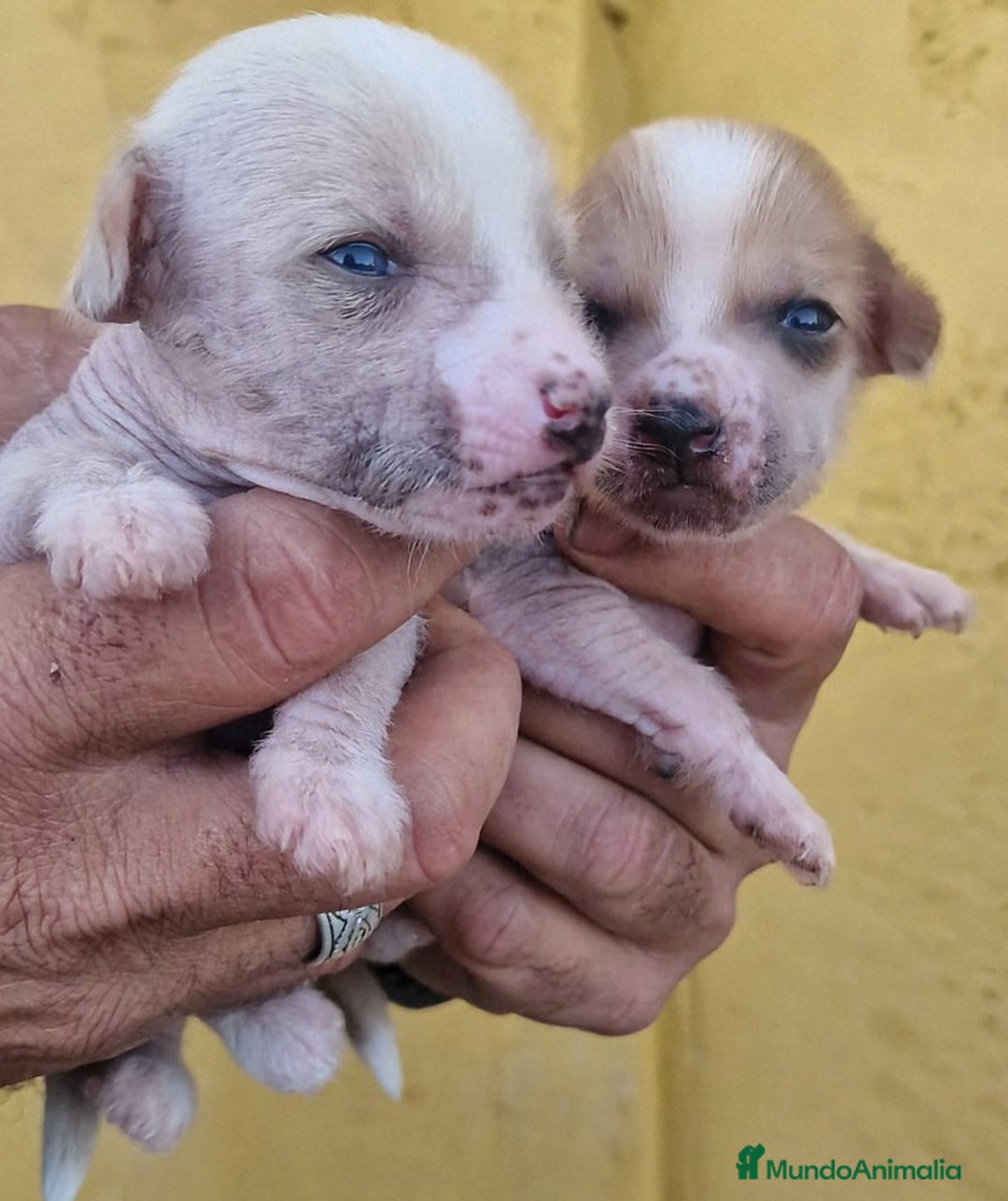 Perro Crestado Chino perros en venta: Crestado chino precio real - Anuncio 1