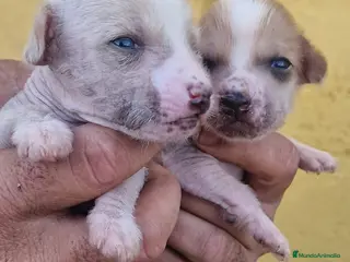 Perro Crestado Chino perros Crestado chino precio real - Anuncio 3