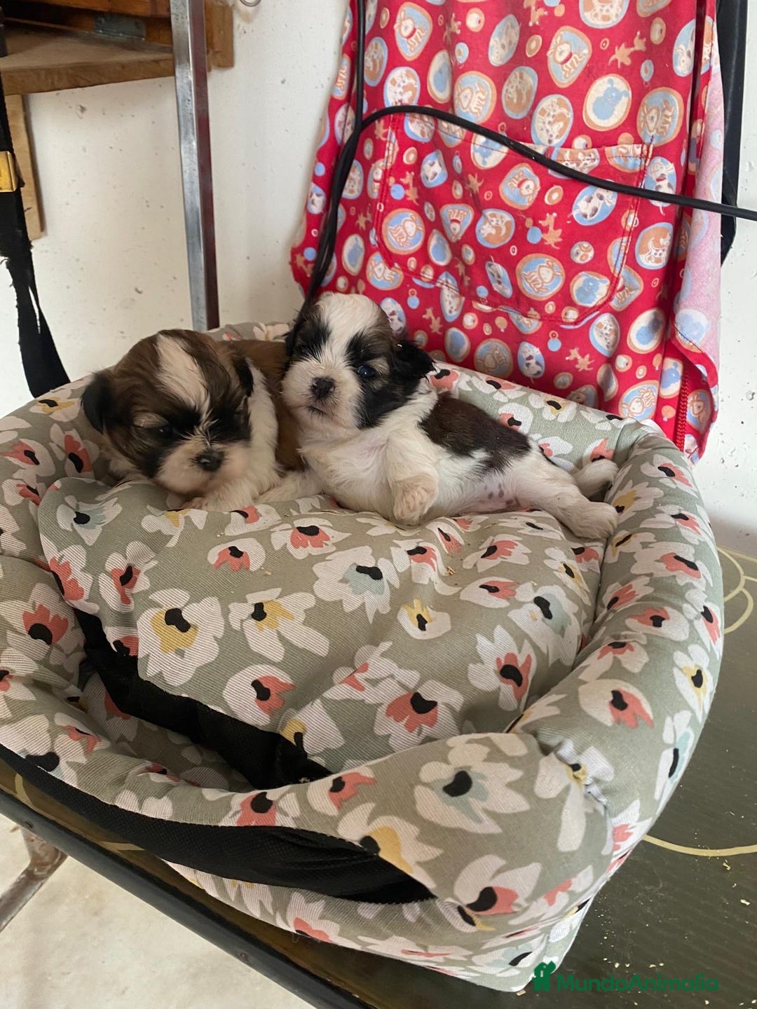 Shih Tzu perros en venta: CACHORRITOS DE SHIH TZU - Imagen 2