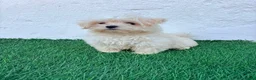 Bichón Maltés perros en venta: Bichon Maltes coreana - Anuncio 13