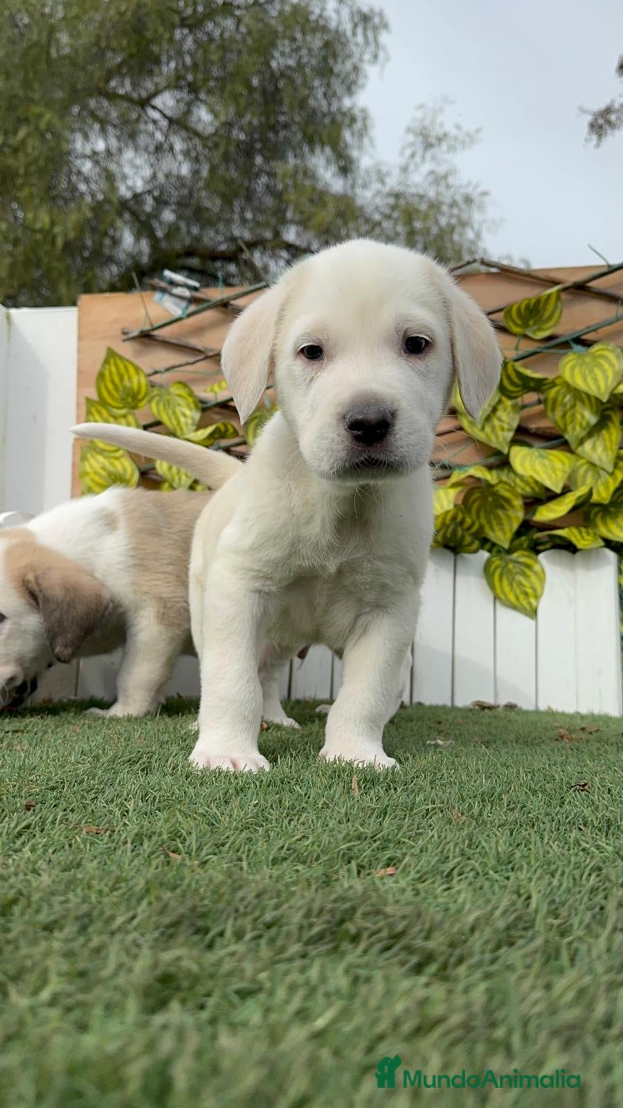 Mastín Español perros MASTIN ESPAÑOL - Anuncio 1