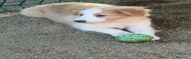 Border Collie 3