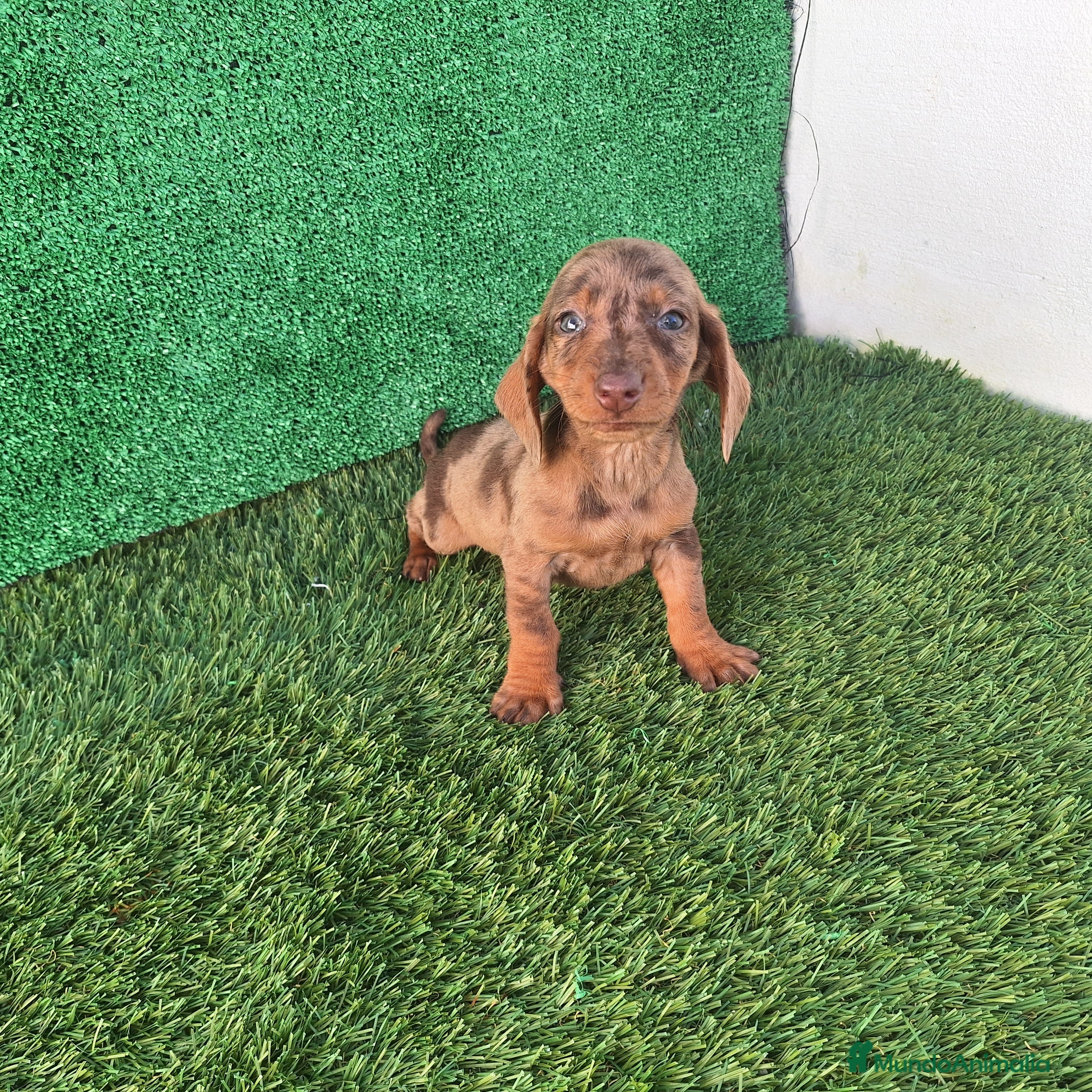 Teckel Miniatura perros TECKEL ARLEQUIN CHOCOLATE  - Anuncio 1