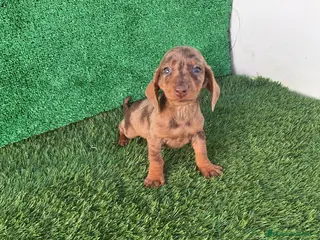 Teckel Miniatura perros TECKEL ARLEQUIN CHOCOLATE - Anuncio 17