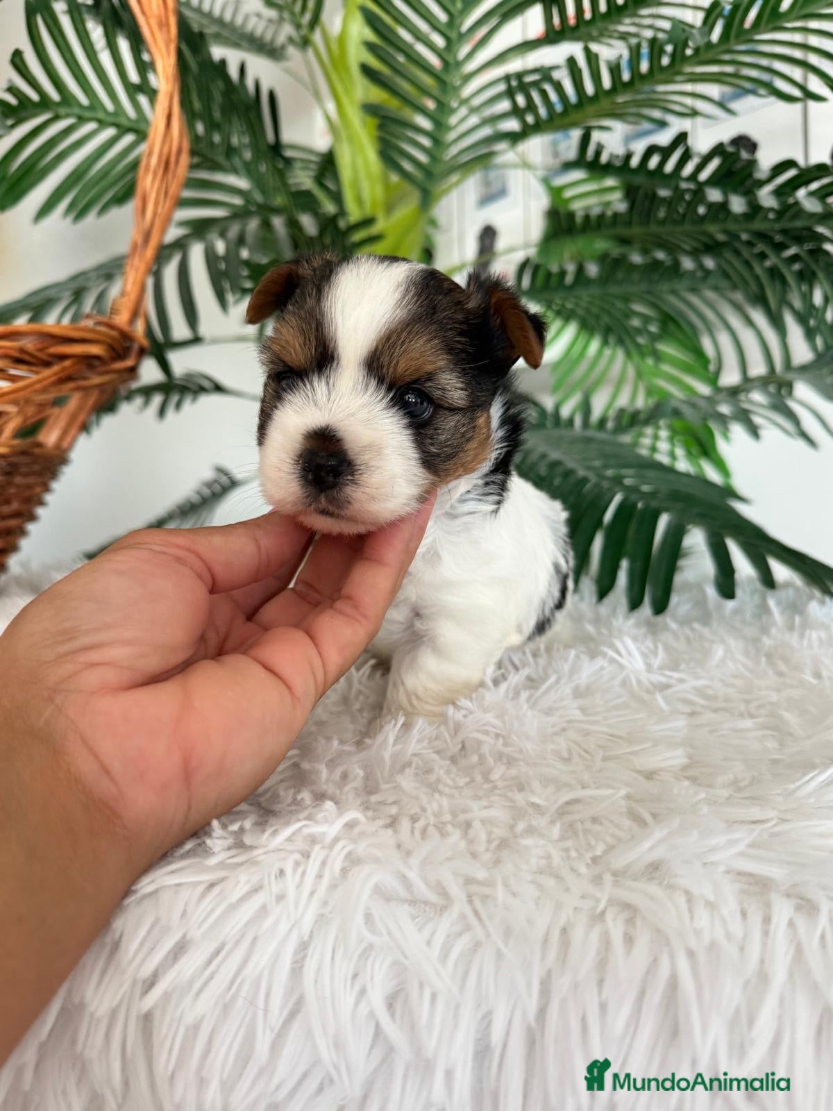 Yorkshire Terrier perros YORKSHIRE BIEWER - Anuncio 1