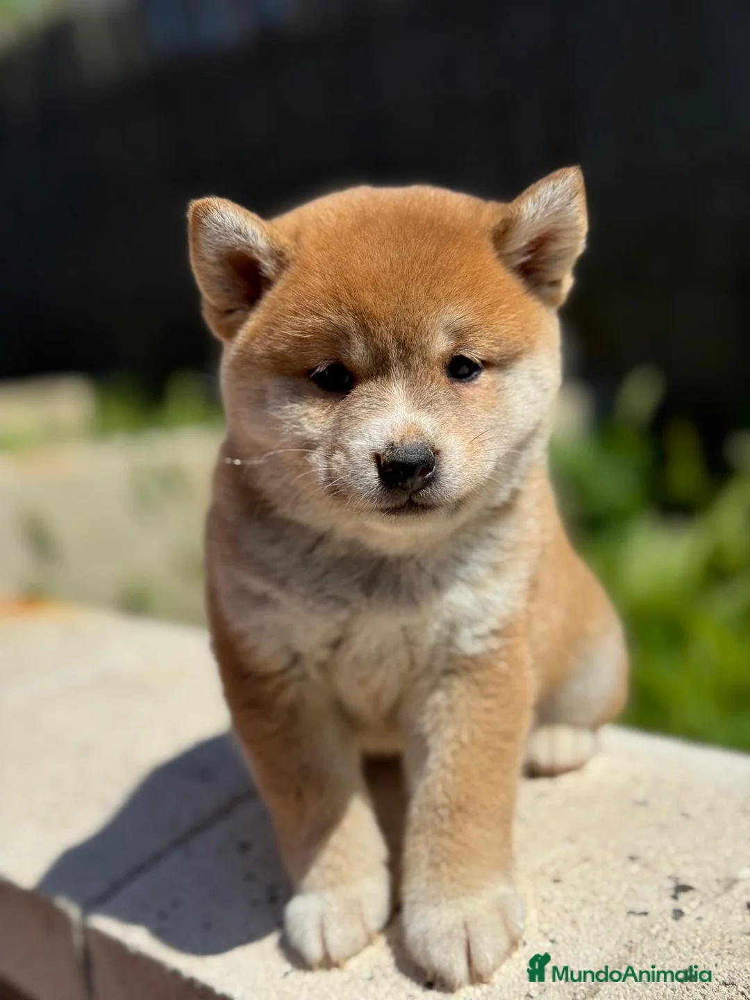 Shiba Inu perros en venta: SHIBA INU DISPONIBLES ROJOS - Anuncio 6