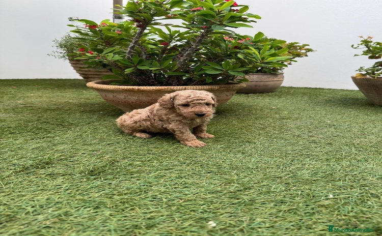 Caniche Toy perros - Anuncio 19