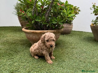 Caniche Toy perros - Anuncio 30