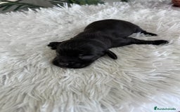Cocker Spaniel Inglés perros en venta: COCKER MACHO - Imagen 8