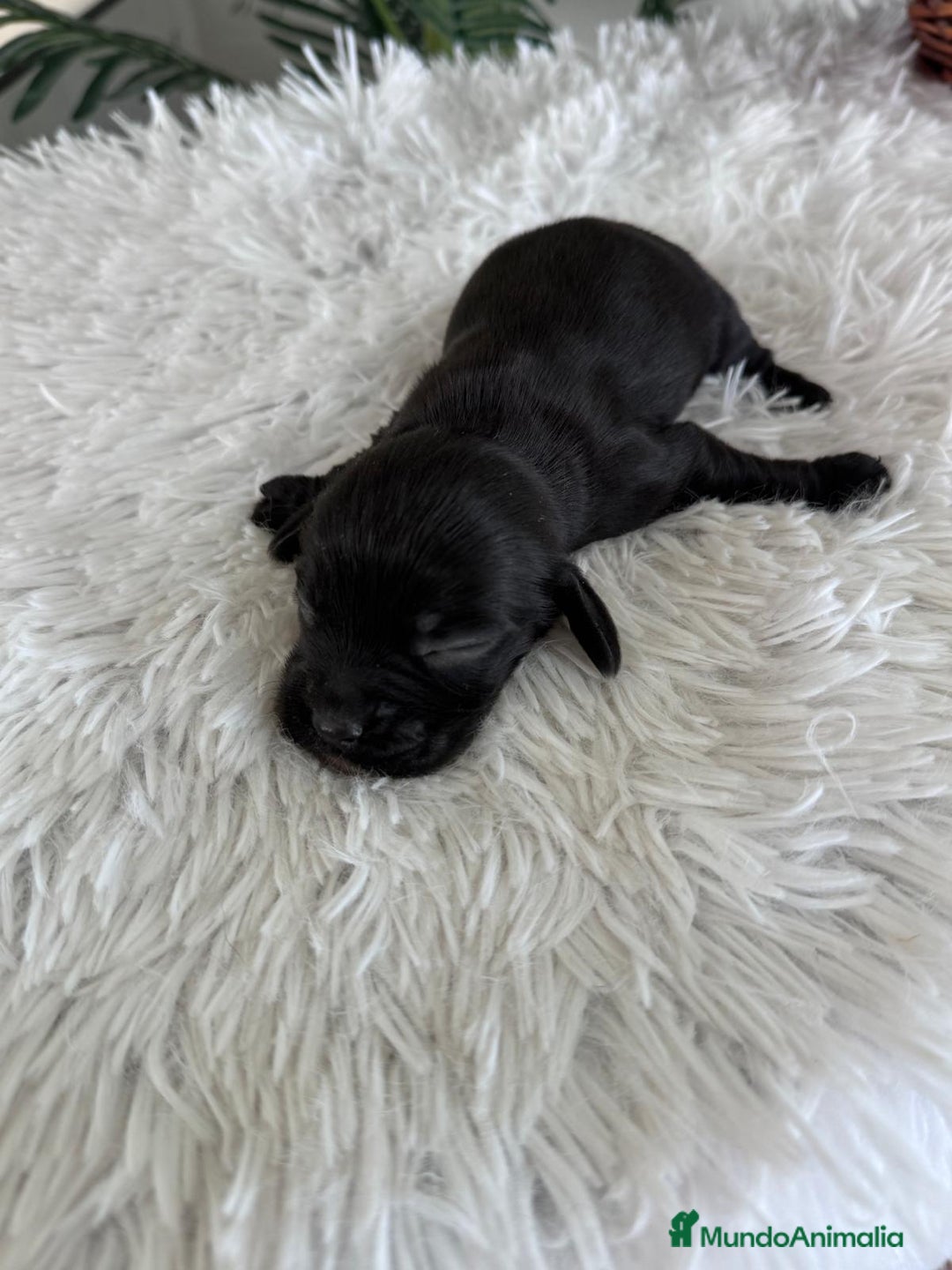 Cocker Spaniel Inglés perros en venta: COCKER MACHO - Imagen 8