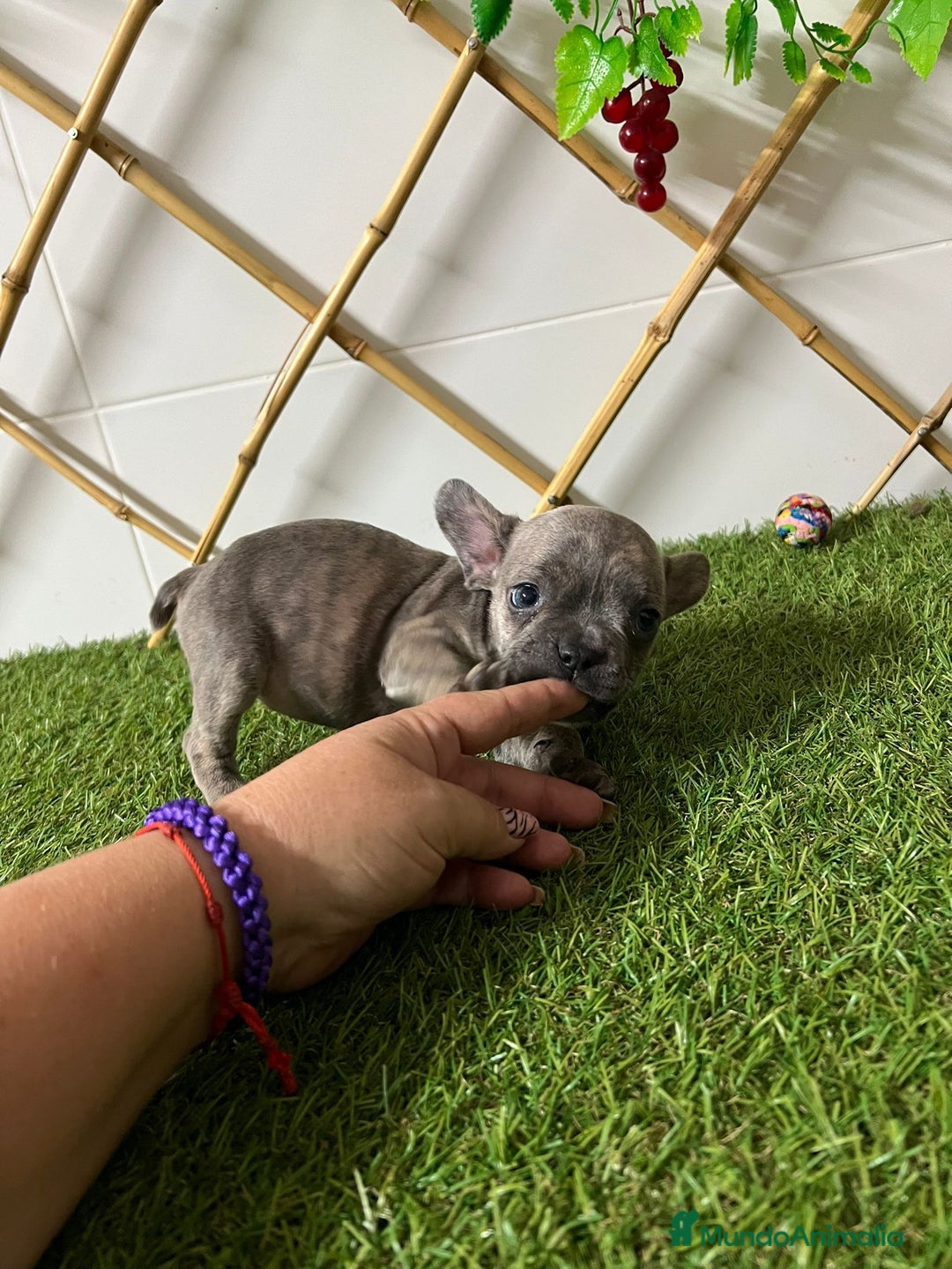 Bulldog Francés perros en venta: BULLDOG FRANCES MERLE Y BLUE - Imagen 1