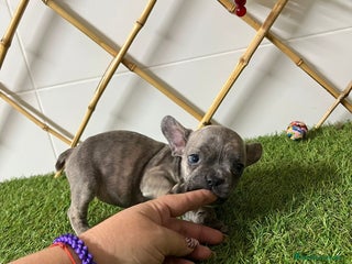Bulldog Francés perros - Anuncio 41
